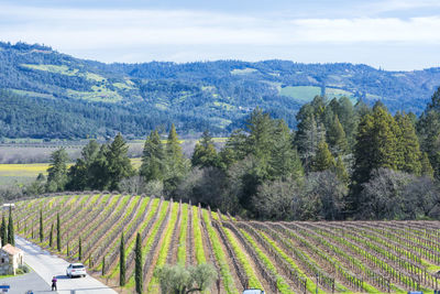 Panoramic shot of agricultural field against sky