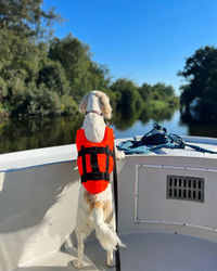 Cocker spaniel on river boat looking out to the water 
