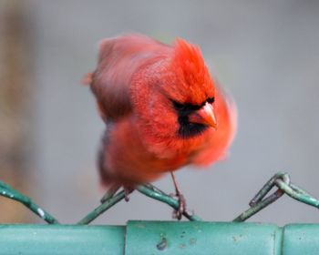 Close-up of northern cardinal perching on fence