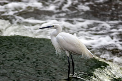 View of a bird