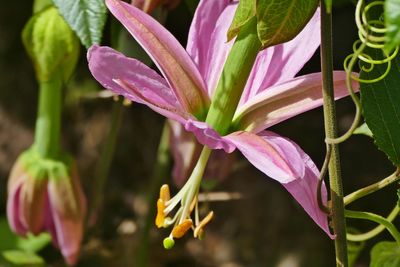 Close-up of pink flowering plant