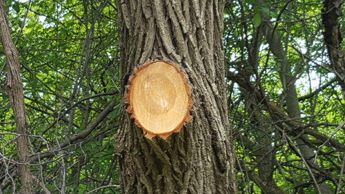 Low angle view of tree trunk in forest