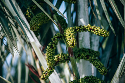 Close-up of fruits growing on plant