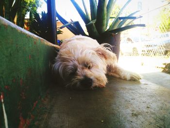 Close-up of dog relaxing on floor