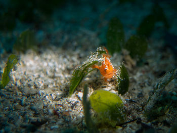 Close-up of fish swimming in sea