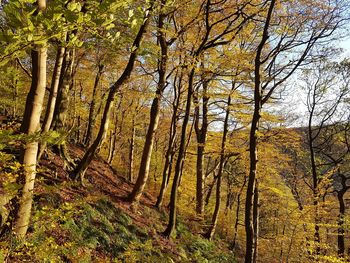 Trees in forest during autumn