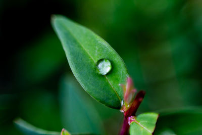 Close-up of wet plant