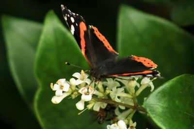 Close-up of butterfly on leaf