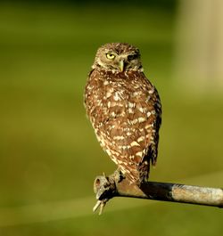 Close-up of owl perching on branch