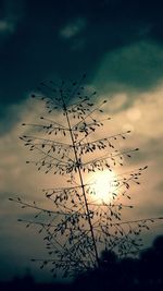 Low angle view of sky at sunset