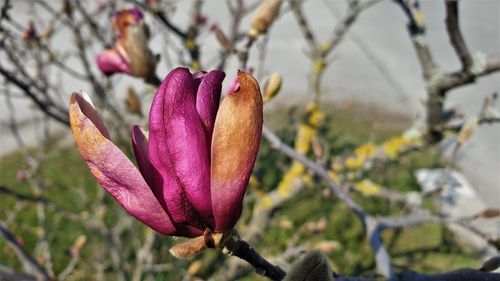 Close-up of pink flower