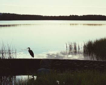 View of birds in lake