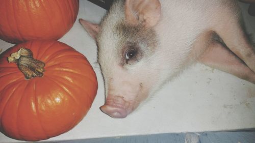 High angle view of pumpkin on wooden wall during halloween