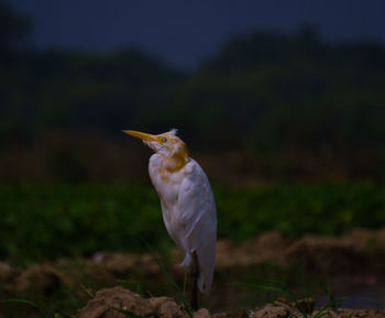 Close-up of a bird perching on a land