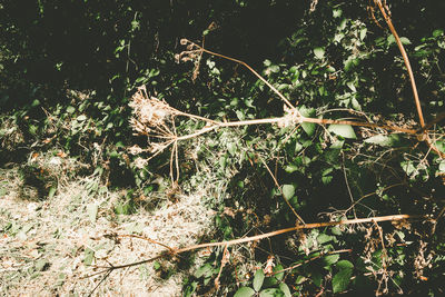 Close-up of plant growing on tree trunk