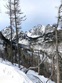 Snow covered land and trees against sky