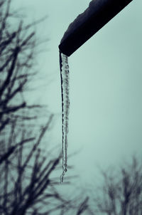 Close-up of frozen plant against sky