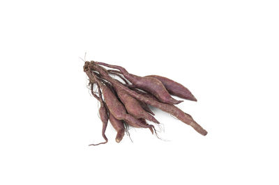 Close-up of dried plant against white background