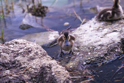 Close-up of bird on rock