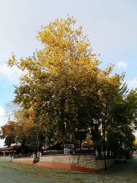 Tree by water against sky