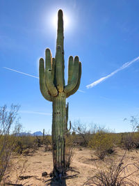 Low angle view of cactus on field against sky