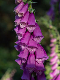 digitalis