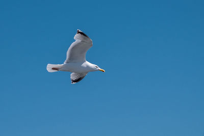 Low angle view of seagull flying