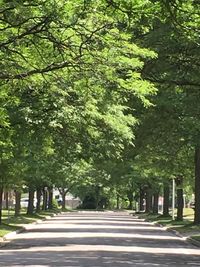 Road passing through forest