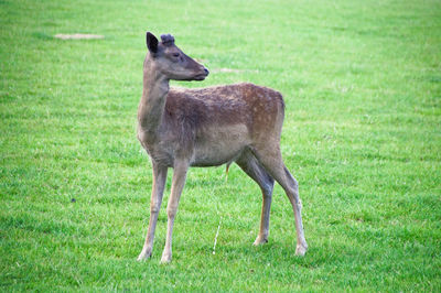 Deer standing on grass