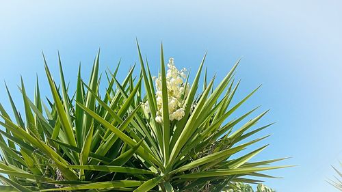 Low angle view of plants