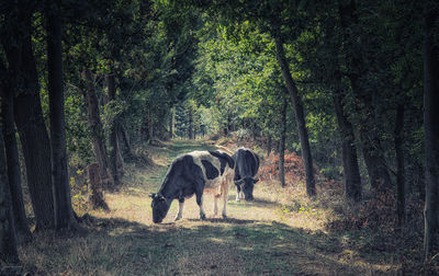 Horse in a forest