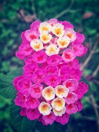 Close-up of pink flowering plant in park