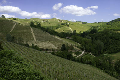Scenic view of agricultural field against sky