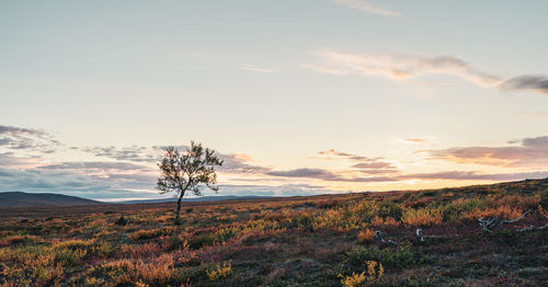 Scenic view of field against sky during sunset