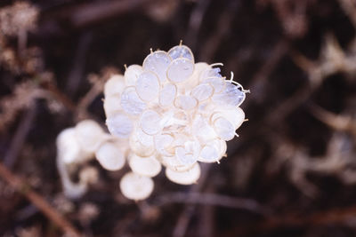 Close-up of flower against blurred background