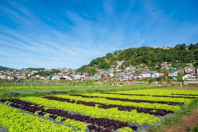 Scenic view of agricultural field by buildings against sky