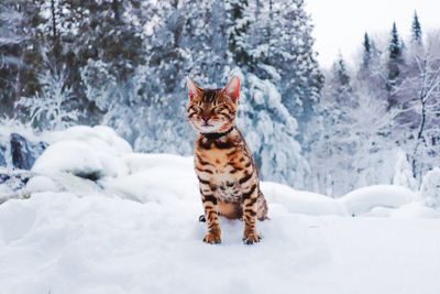 Cat looking away in snow