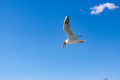 Low angle view of seagull flying