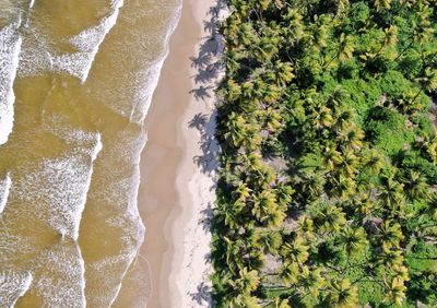 High angle view of trees by sea