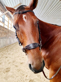 Horse looking at camera 