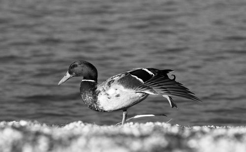 Close-up side view of a bird in water