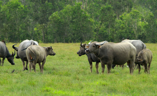 Water buffaloes grazing on grassy field