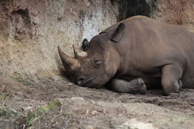 Black rhinoceros sleeping on rock
