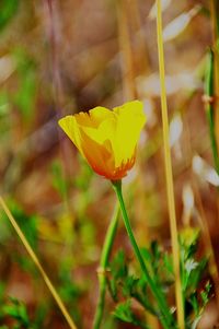 Close-up of yellow flower