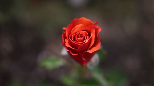 Close-up of red rose