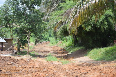 Road amidst trees in forest