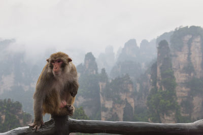 Monkey sitting on mountain against sky