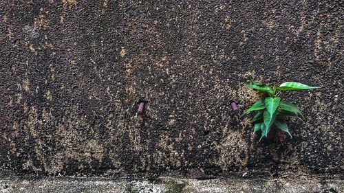 High angle view of insect on wall