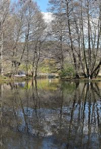 Bare trees by lake in forest against sky