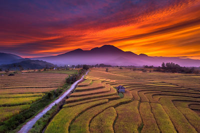 Scenic view of agricultural field against sky during sunset